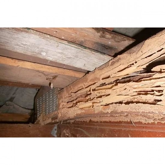 บริษัทกำจัดปลวก ชลบุรี บริษัทกำจัดปลวก ชลบุรี 