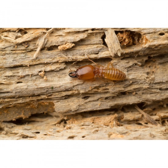 บริการกำจัดปลวกพัทยา - บริการกำจัดปลวก ชลบุรี