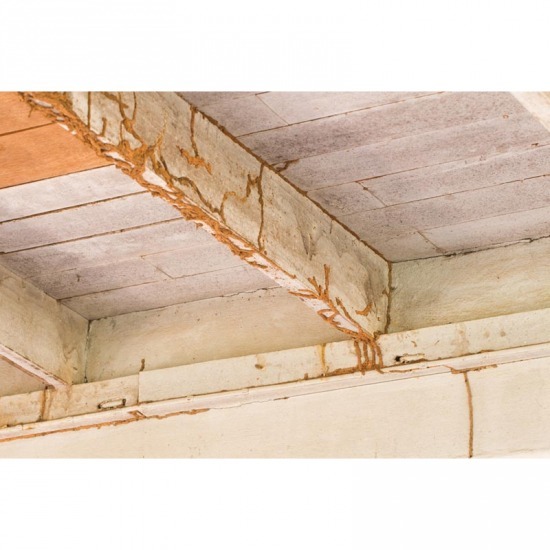 บริการกำจัดปลวกพัทยา - บริษัทฉีดปลวก ชลบุรี